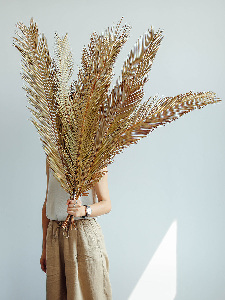 Natural Dried Fructose Dragon Blood Palm Fan Leaves – Boho Wedding & Home Décor