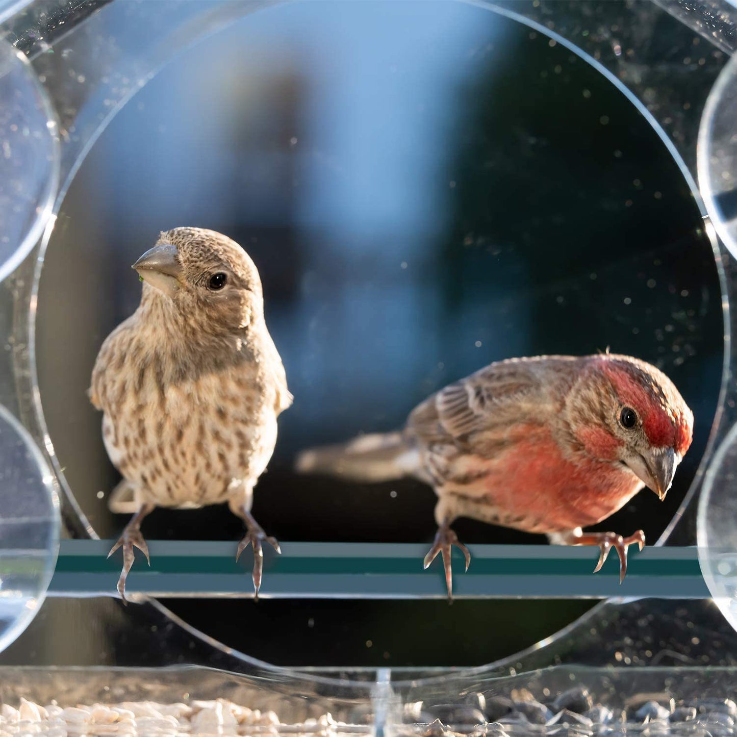 Transparent Window Bird Feeder - Eco-Friendly, Durable, Easy to Install
