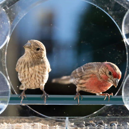 Transparent Window Bird Feeder - Eco-Friendly, Durable, Easy to Install