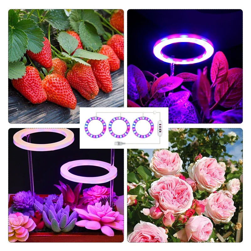 Led Angel Ring Grow Plant Light DC 5V USB Plug Phytolamp for Plants Full Spectrum Lamp For Indoor Seedlings Home Flower Succulet