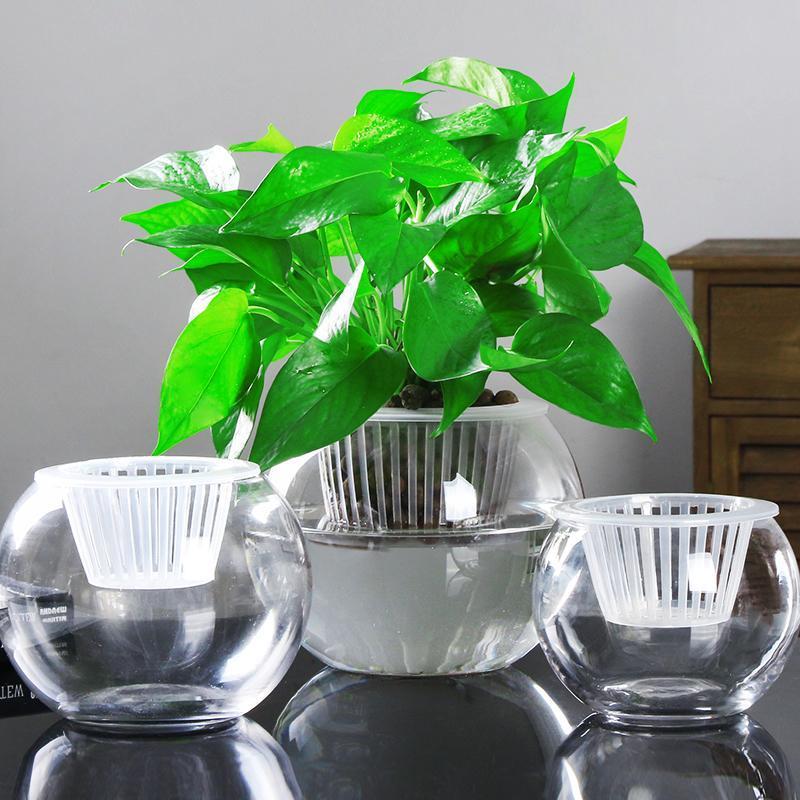 Clear Round Hydroponic Plant Vase for Indoor Gardening