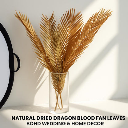 Natural Dried Fructose Dragon Blood Palm Fan Leaves – Boho Wedding & Home Décor