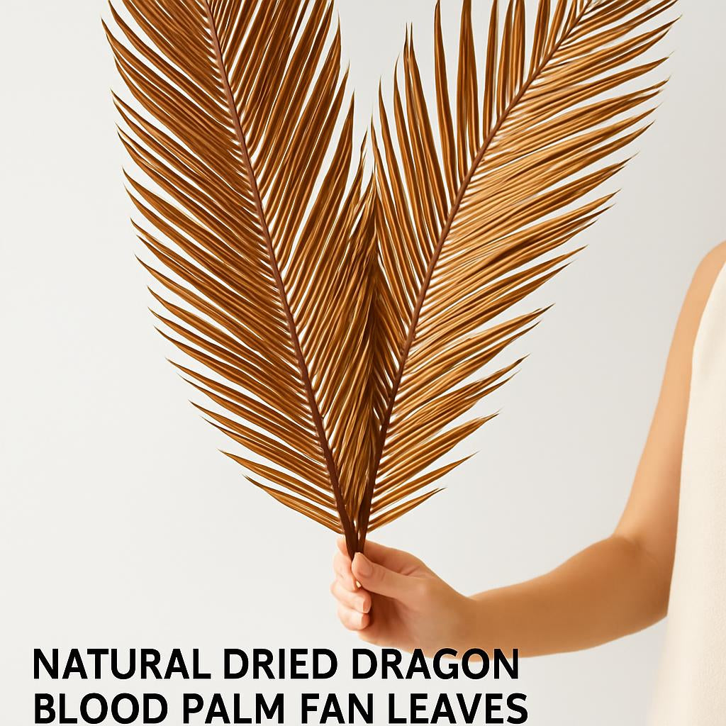 Natural Dried Fructose Dragon Blood Palm Fan Leaves – Boho Wedding & Home Décor