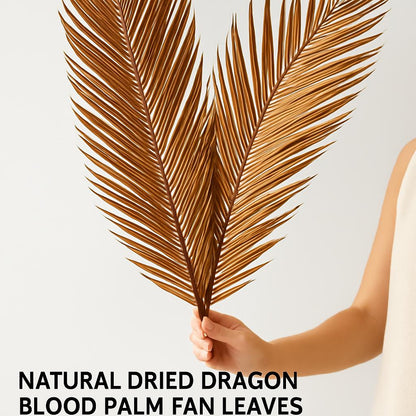 Natural Dried Fructose Dragon Blood Palm Fan Leaves – Boho Wedding & Home Décor