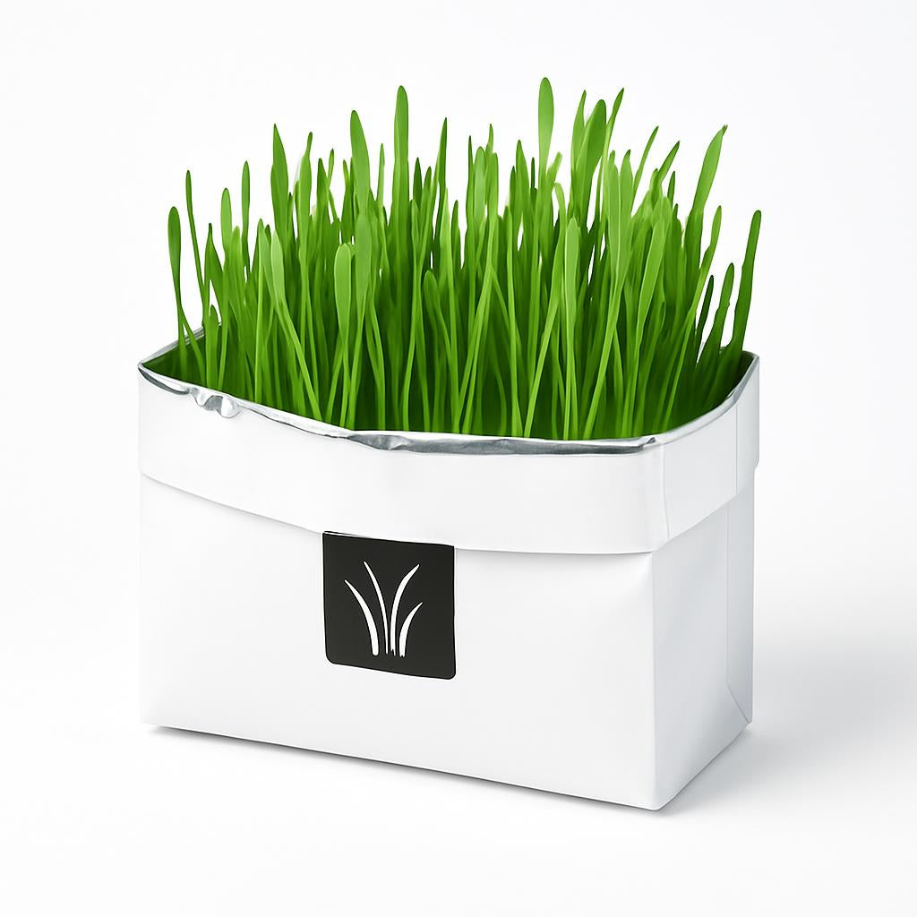 Eco-Friendly Indoor Plant Growing Kit with Biodegradable Packaging